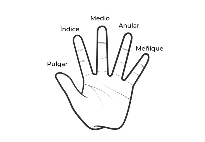 Ilustración de una mano abierta con los nombres de los dedos: Pulgar, Índice, Medio, Anular y Meñique. Explora el significado de los anillos en cada dedo.