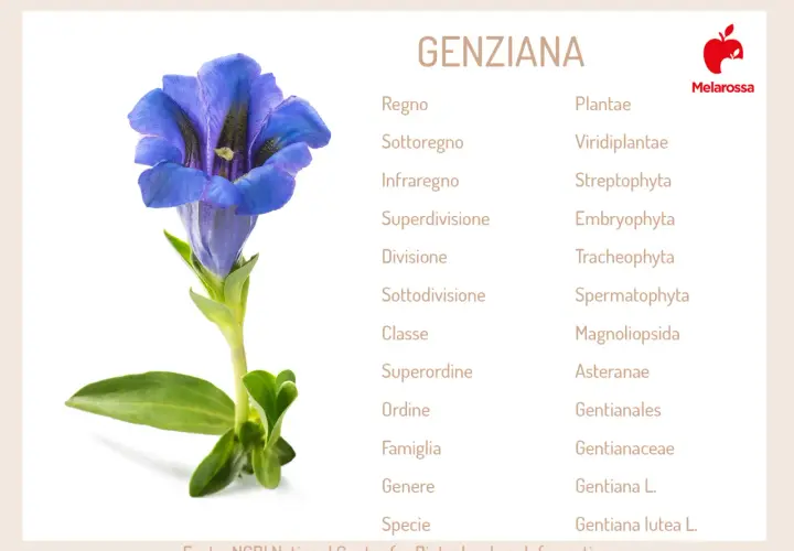 Fiore di genziana blu con classificazione botanica. Informazioni sulla genziana e le sue potenziali controindicazioni.