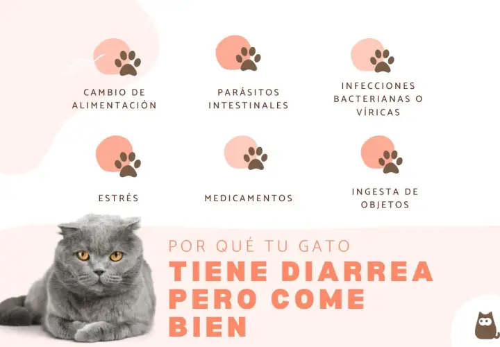 Un gato con diarrea puede morir si no se trata. La imagen muestra causas como cambio de dieta, parásitos, infecciones, estrés, medicamentos o ingesta de objetos.