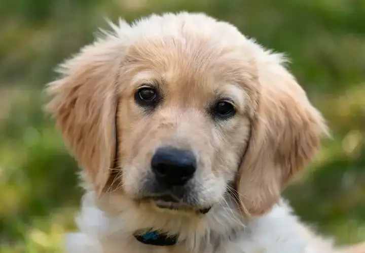 Uroczy szczeniak golden retriever z bujnymi, złotymi włosami, patrzący w obiektyw.