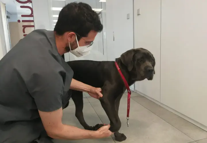 Veterinario examina a un perro grande de color oscuro que cojea de una pata delantera.