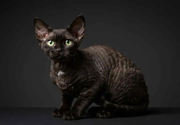 Czarny Devon Rex: Psie serce, falowana sierść czy to kot dla Ciebie?