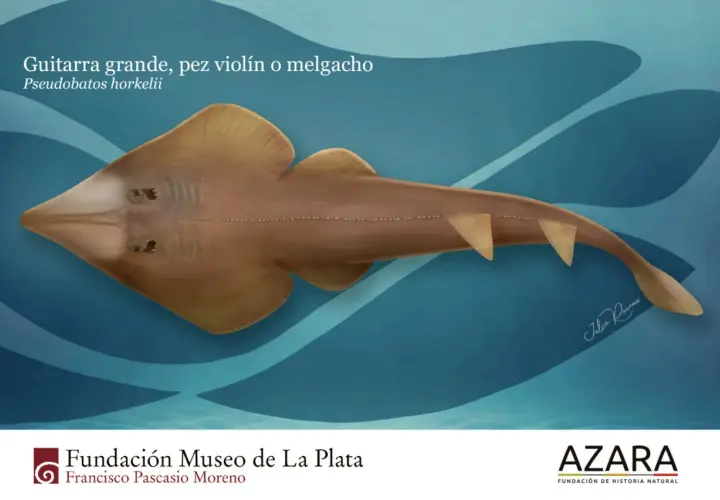 Un pez guitarra, también llamado pez violín, nada en aguas azules. Su cuerpo aplanado y alas anchas recuerdan a un instrumento musical.