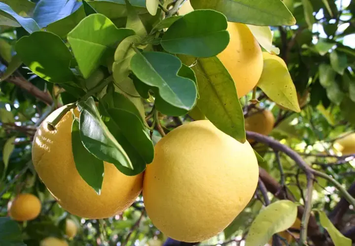 Kiedy jest sezon na grejpfruty i jak wybrać najlepsze owoce?