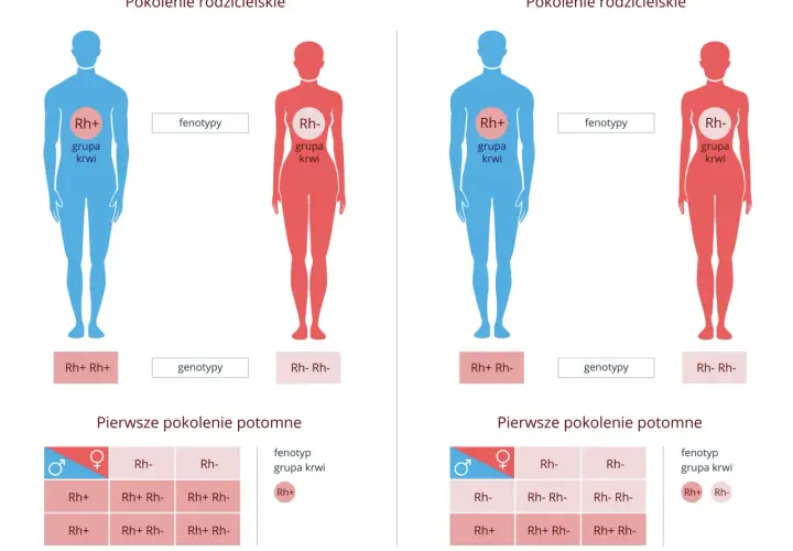 Ilustracja pokazuje dziedziczenie grupy krwi Rh. Rodzice o różnych genotypach Rh (Rh+ i Rh-) mają potomstwo z różnymi fenotypami.