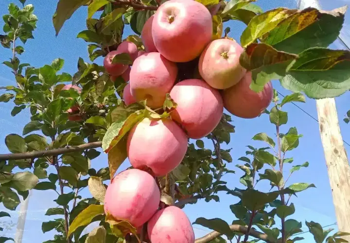 Grappe de pommes roses mûres sur un pommier, promesse d'une belle récolte. La durée de vie d'un pommier est longue, offrant des fruits année après année.