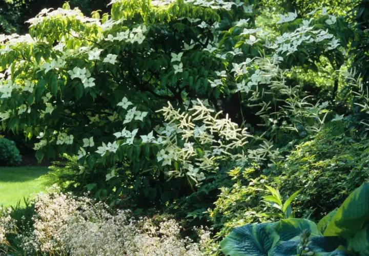 Ein üppiger Garten mit einem blühenden japanischen Hartriegel im Zentrum. Daneben wachsen zarte weiße Blütenstände und große, grüne Blätter.