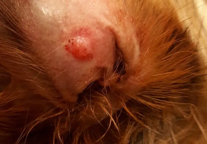 Łagodne nowotwory skóry u psa: objawy, diagnoza i leczenie