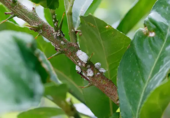 Ramo spinoso di una pianta infestato da cocciniglia cotonosa, con foglie verdi sullo sfondo.