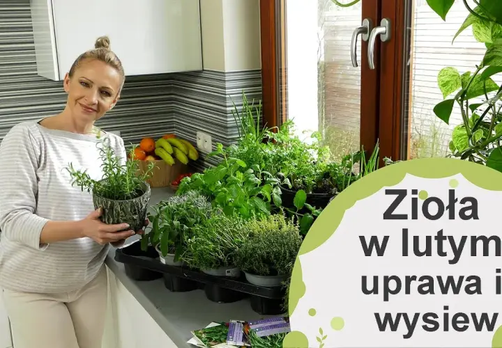 Jak uprawiać zioła w domu - proste sposoby na świeże przyprawy