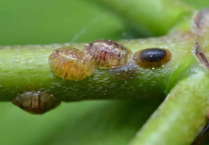 Plusieurs cochenilles à carapace, un fléau pour les plantes, sont visibles sur une tige verte. Un traitement naturel est souvent nécessaire pour s'en débarrasser.