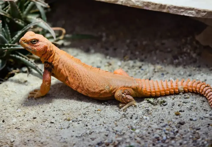 Un lagarto de cola espinosa naranja descansa sobre arena y grava, con plantas verdes al fondo.