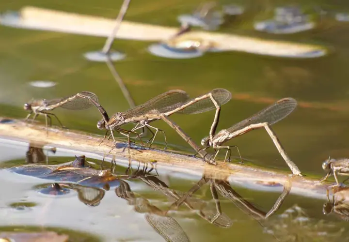Drei Libellenlarven auf einem Ast im Wasser. Die Bestimmung der Libellenlarven ist faszinierend.