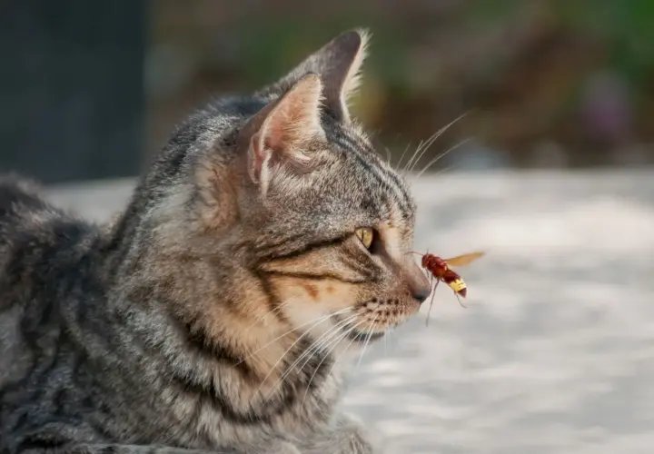Eine Katze von Wespe gestochen, die sich der Nase nähert.