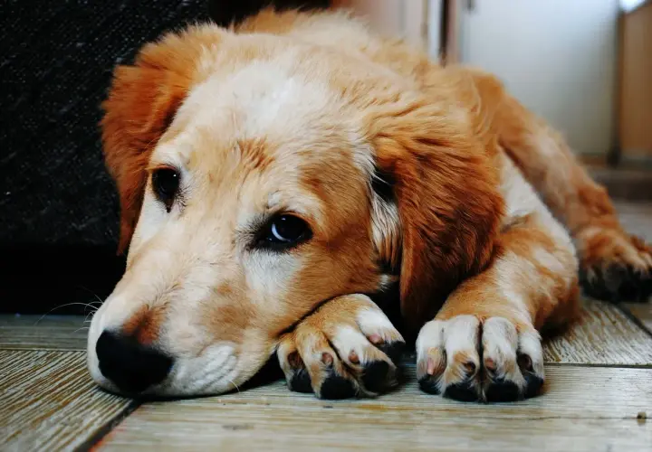 Un cachorro golden retriever descansa, con la cabeza apoyada en sus patas. Es importante saber que un perro puede morir de un ataque epiléptico.