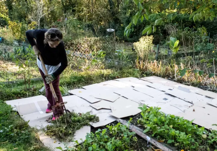 Frau arbeitet im Garten und legt Pappe aus, um Unkraut zu unterdrücken.