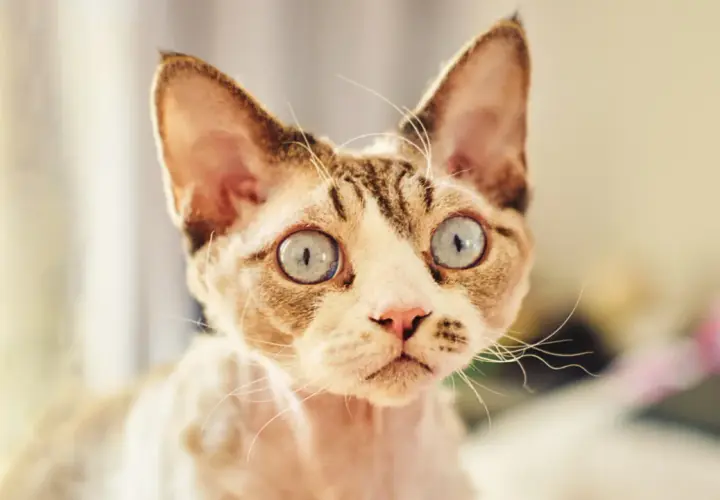 Devon Rex bez rodowodu? Poznaj ryzyko i ukryte koszty!