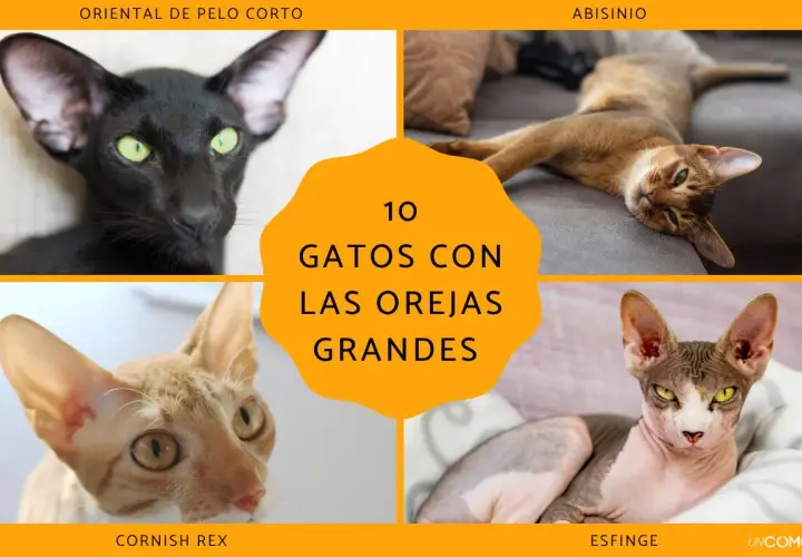 Cuatro gatos con orejas grandes: un oriental negro, un abisinio, un Cornish Rex y un esfinge.