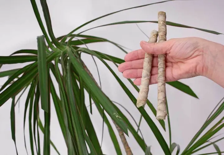 Zwei abgeschnittene Stücke eines Drachenbaums werden in der Hand gehalten, bereit, um den Drachenbaum zu vermehren.