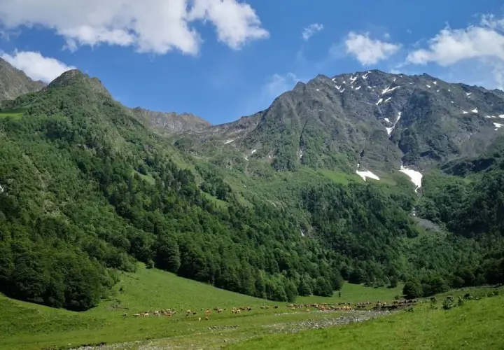 Un paisaje montañoso verde con vacas pastando en la **artiga de Lin**. El cielo azul tiene nubes blancas.