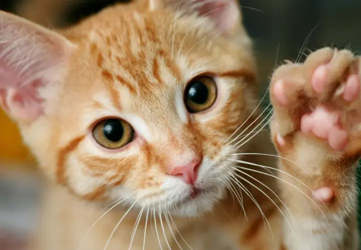 Un gatito naranja levanta su pata, mostrando sus almohadillas rosadas. ¿Cuántos dedos tiene un gato? ¡Este parece tener cinco en esta pata!