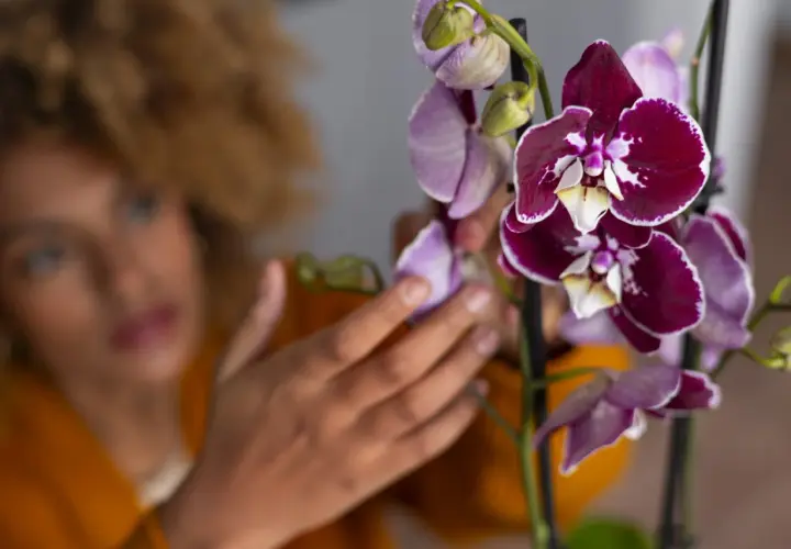 Manos cuidadosas realizan la poda de orquídeas, acariciando delicadamente sus vibrantes pétalos morados y blancos.