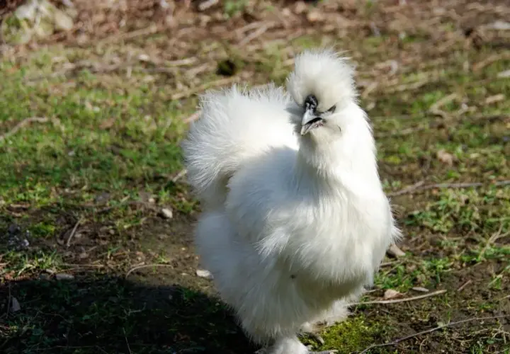 Une poule de soie blanche, toute duveteuse, se tient fièrement sur l'herbe.