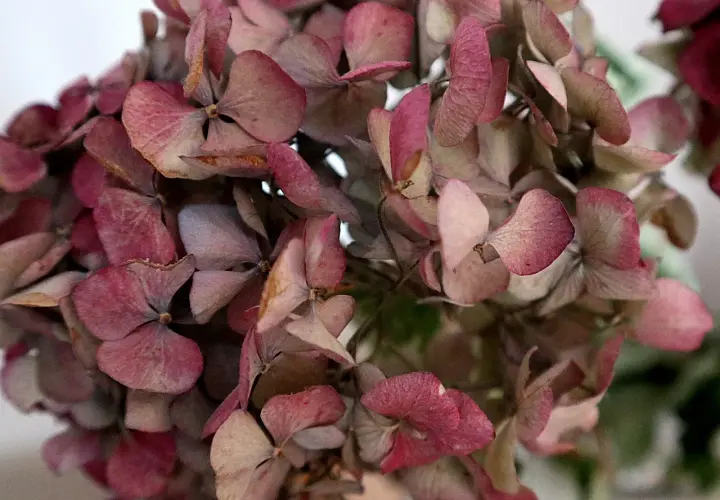 Fleurs d'hortensias séchées, aux teintes roses et beiges. Une belle illustration de comment faire sécher des hortensias pour une décoration durable.