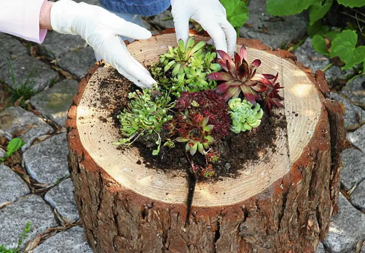 Jak zbudować drewniany kwietnik? Kompletny poradnik DIY