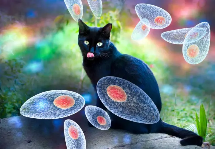Czarny kot otoczony przez pasożyty Toxoplasma gondii. Toksoplazmoza u kota to poważne zagrożenie.