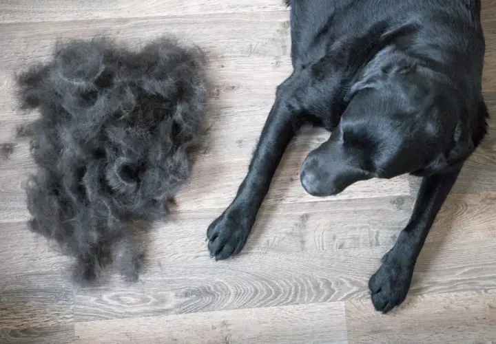 Un cane nero giace accanto a una grande massa di pelo perso, un segno visibile di quanto dura la muta del cane.