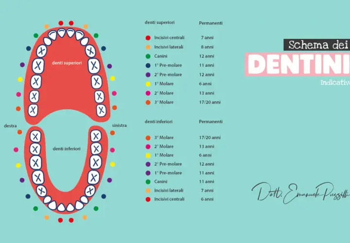 Schema denti: i molari crescono tra i 6 e i 17/20 anni, a seconda del tipo (primo, secondo o terzo molare).
