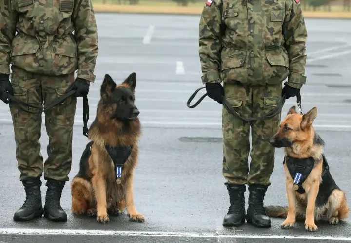 Dwa owczarki niemieckie z medalami na obrożach stoją obok żołnierzy w mundurach. To wierni towarzysze, prawdziwy pet na pagonie.