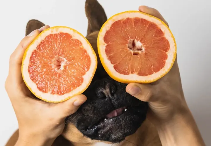 A dog peeks out from behind two halves of grapefruit held by hands. This image playfully asks, "Can dogs eat grapefruit?