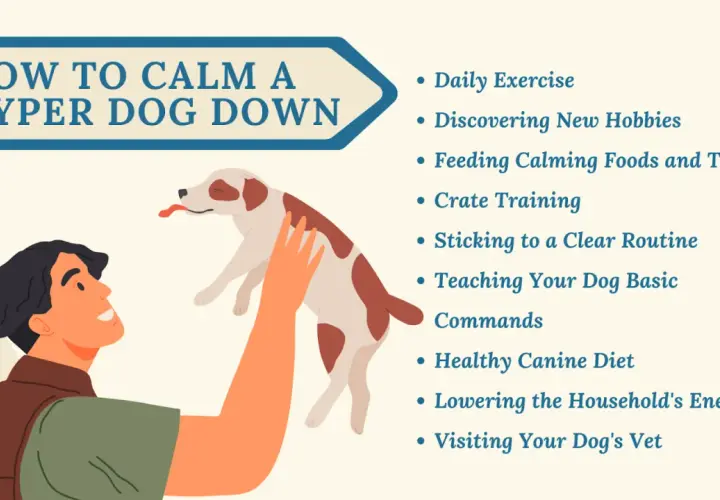 Illustration showing how to calm a dog down instantly with tips like daily exercise and calming foods.