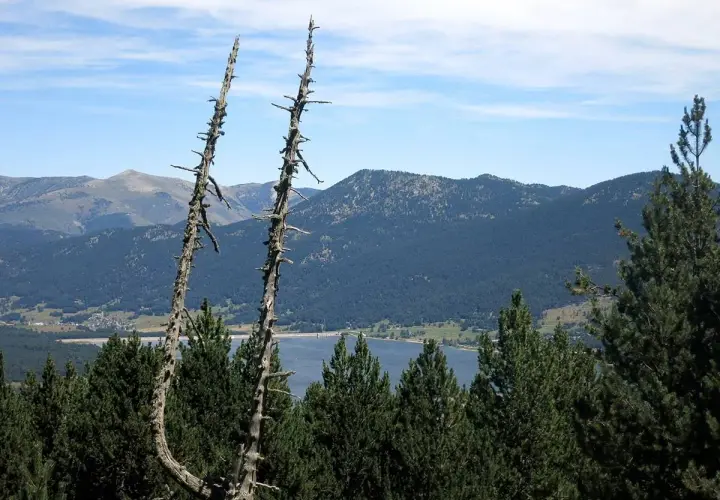 Dos árboles secos se alzan sobre un paisaje de **Alta Cerdanya** con montañas, un lago y pinos verdes.