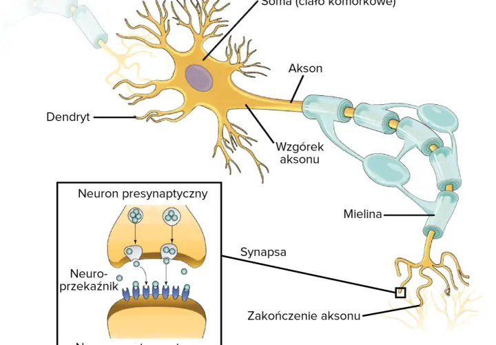 Schemat budowy neuronu: dendryty, soma, akson z osłonką mielinową, zakończenie aksonu i synapsa. W powiększeniu neuron presynaptyczny z neuroprzekaźnikami.