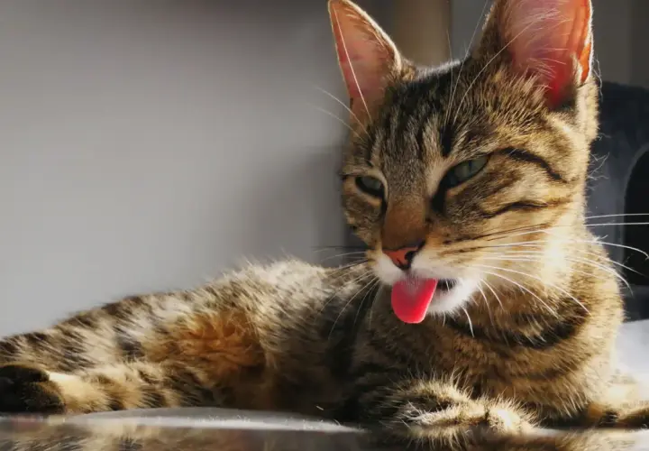 A tabby cat with its tongue sticking out, lying down.
