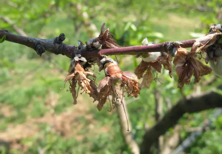 Rami di albicocco colpiti da monilia, con fiori secchi e marci che pendono.