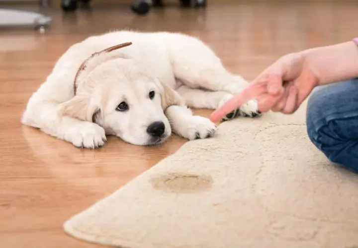 Un cachorro de golden retriever mira con culpa mientras le señalan una mancha en la alfombra, evidencia de un perro meando.
