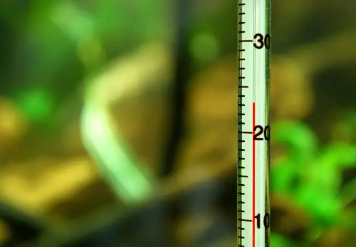 Ile stopni w akwarium? Kluczowe temperatury dla zdrowych ryb