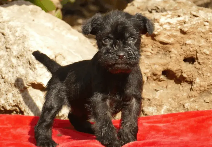 Cachorro schnauzer miniatura negro, con un temperamento juguetón y curioso, posa sobre una manta roja ante rocas.