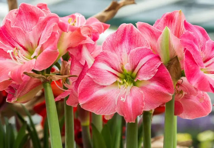 Amaryllis quando fiorisce: un tripudio di petali rosa striati di bianco, con stami gialli che spuntano dal centro.