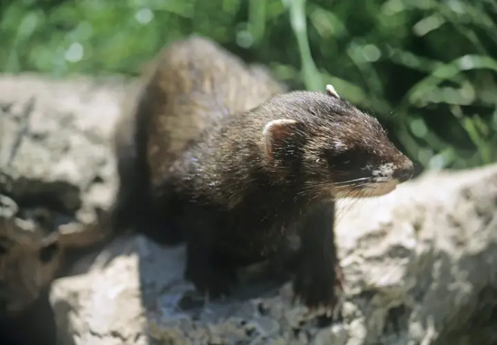 En iller i Sverige, med sin mörka päls och nyfikna blick, sitter på en sten bland grönska.