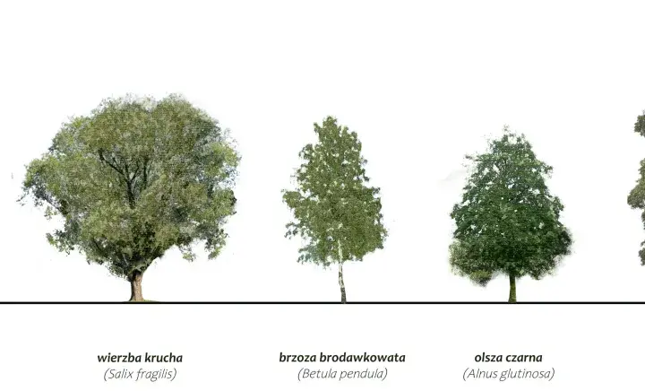 Różne rodzaje drzew: jesion, wierzba, brzoza, olsza i klon jawor.