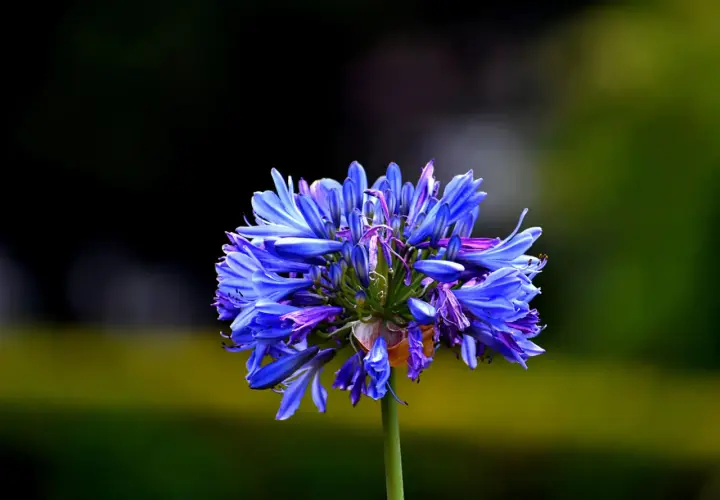 Une magnifique agapanthe en pleine floraison, ses pétales bleus éclatants se détachant sur un fond flou de verdure.