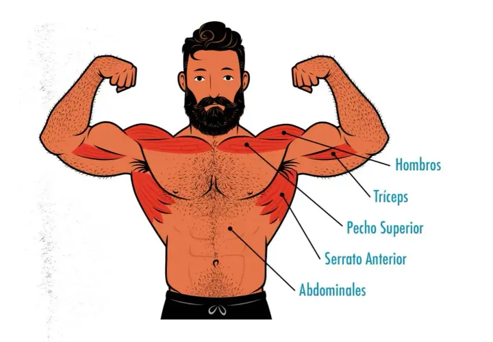 Ilustración de un hombre con músculos marcados, mostrando la hipertrofia en hombros, tríceps, pecho, serrato y abdominales.