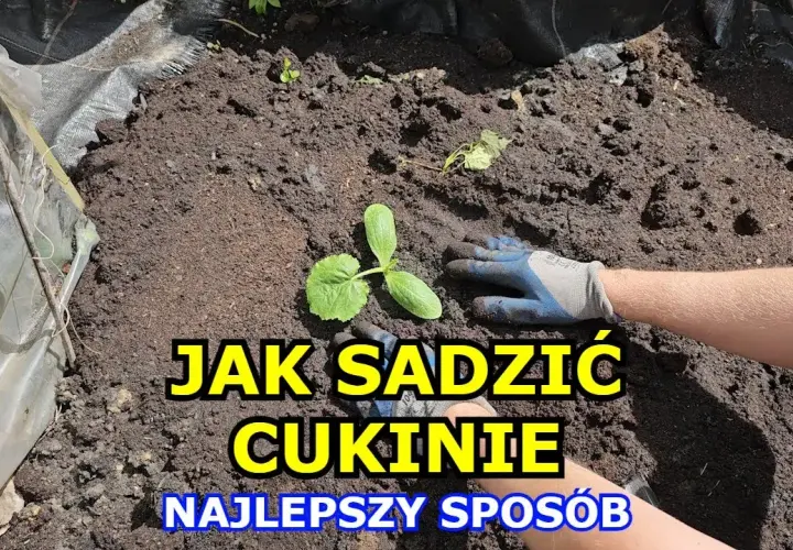 Jak sadzić cukinie do gruntu: 5 prostych kroków dla obfitych plonów