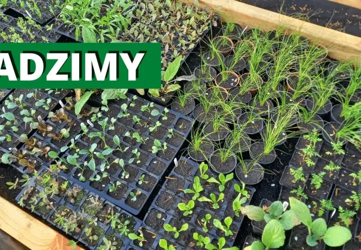 Kiedy sadzić rozsady do gruntu? Terminy i wskazówki dla ogrodników