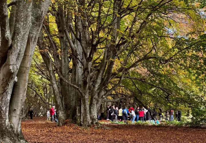 Un sentiero nella faggeta di Canfaito, con foglie autunnali a terra e un gruppo di persone che passeggia tra gli alberi maestosi.